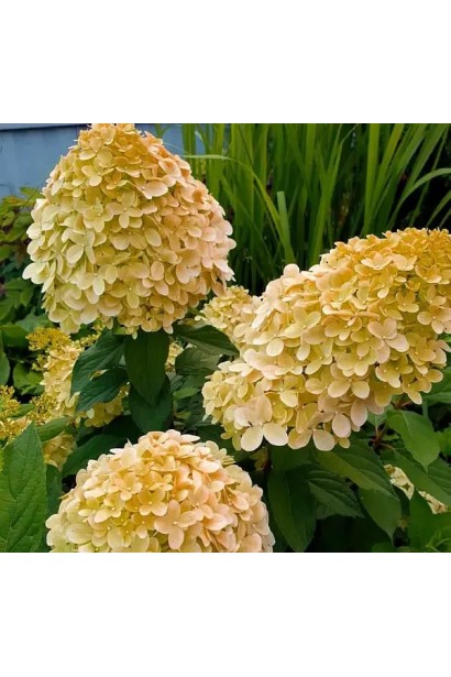 Великі кремові волоті гортензії ’Коттон Крем’